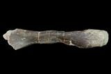 Permian Amphibian (Eryops) Fossil Fibula Bone - Texas #153733-1